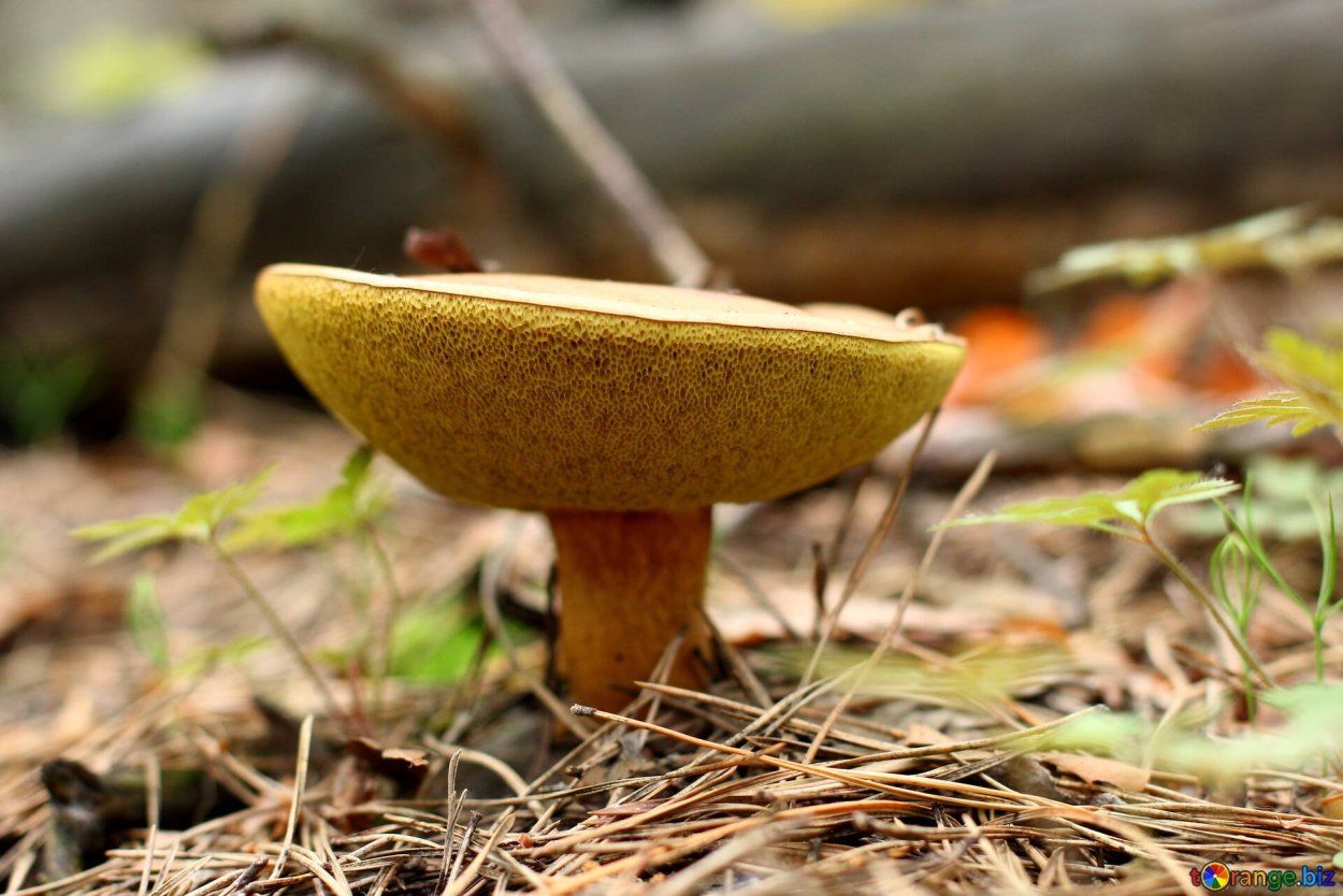 Моховик зеленый Boletus subtomentosus
