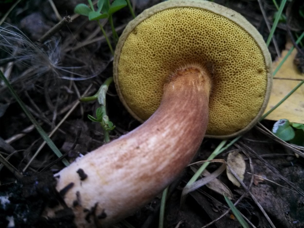 Загадка про гриб моховик