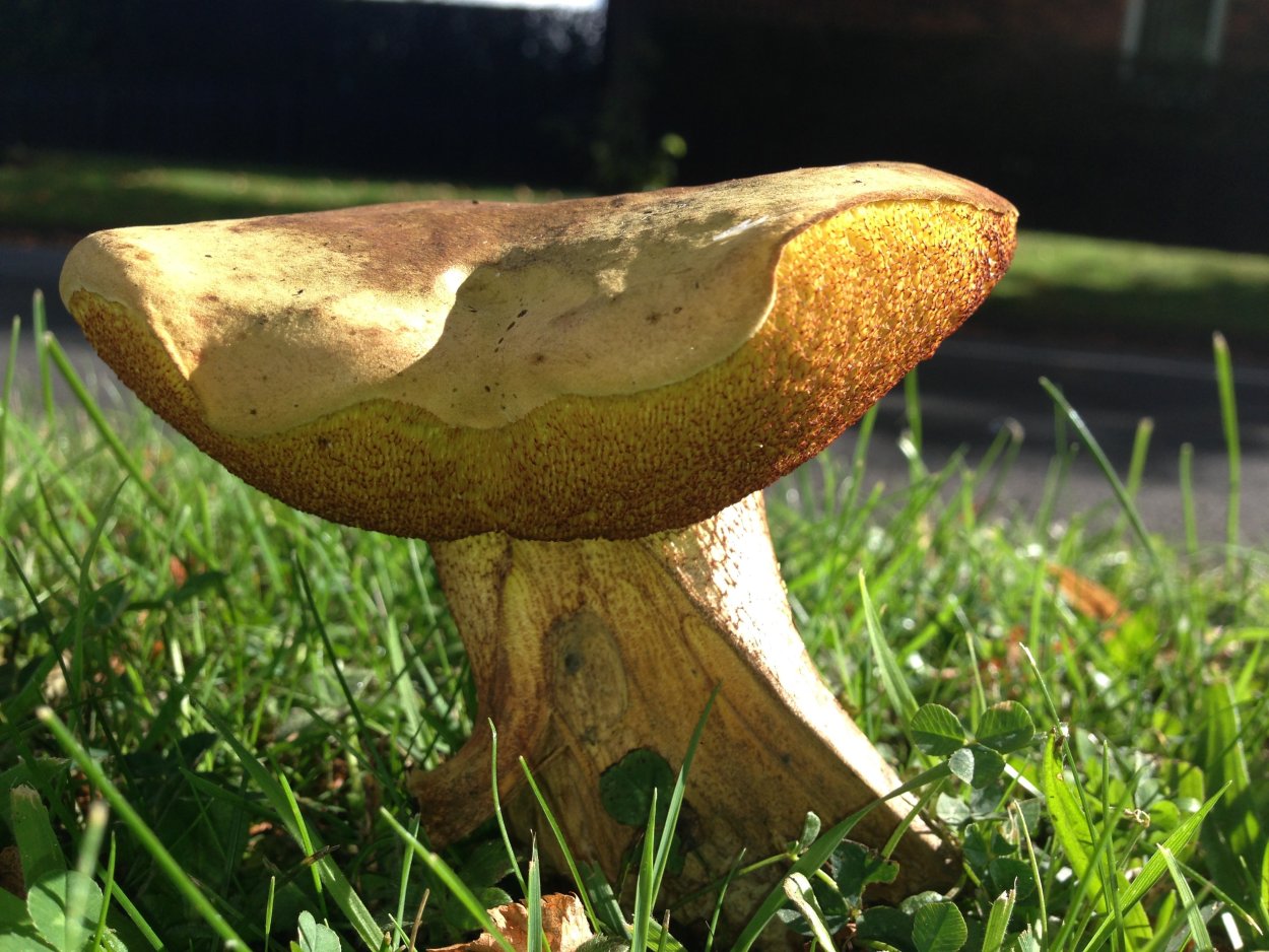 Моховик польский гриб