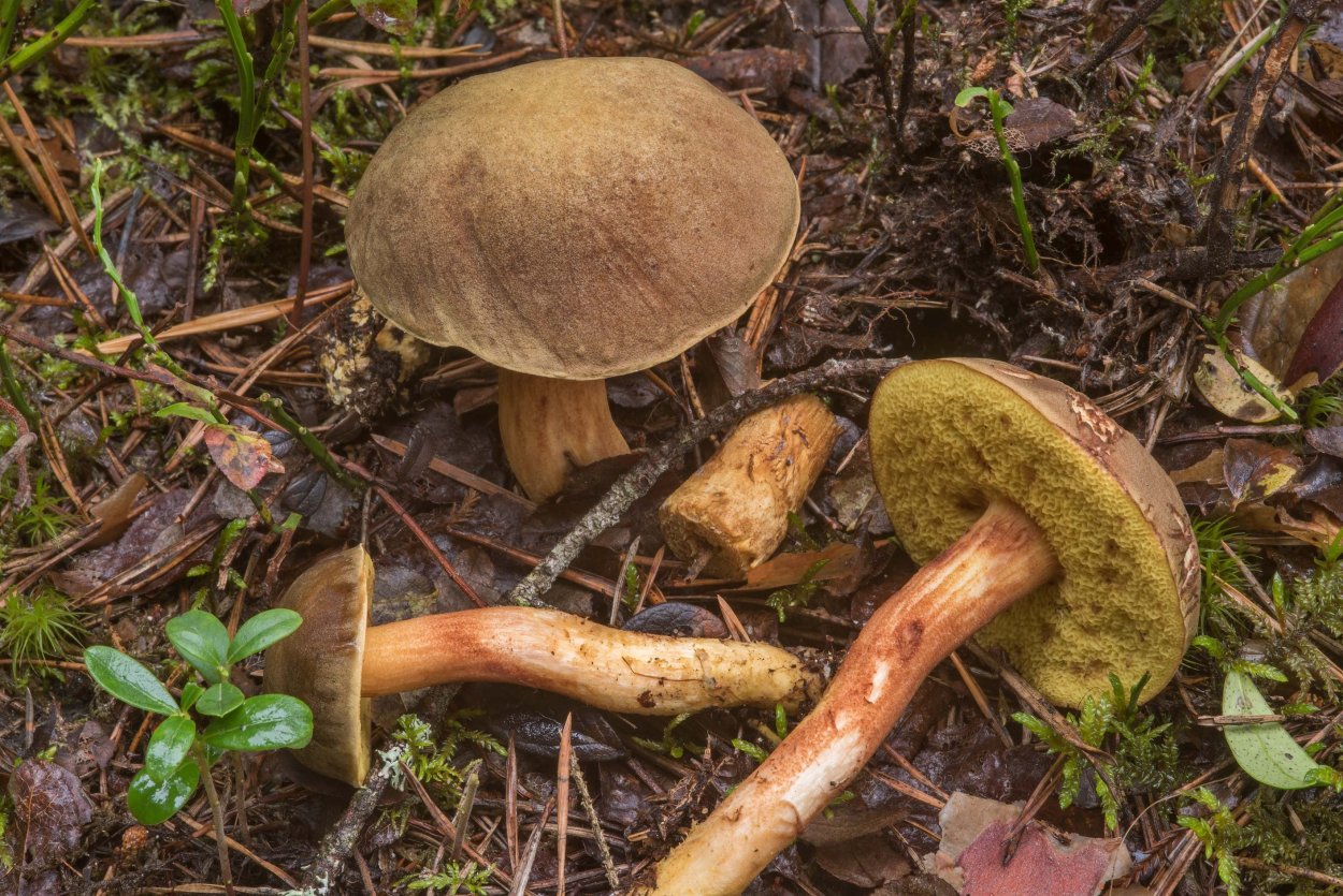 Моховик перечный гриб