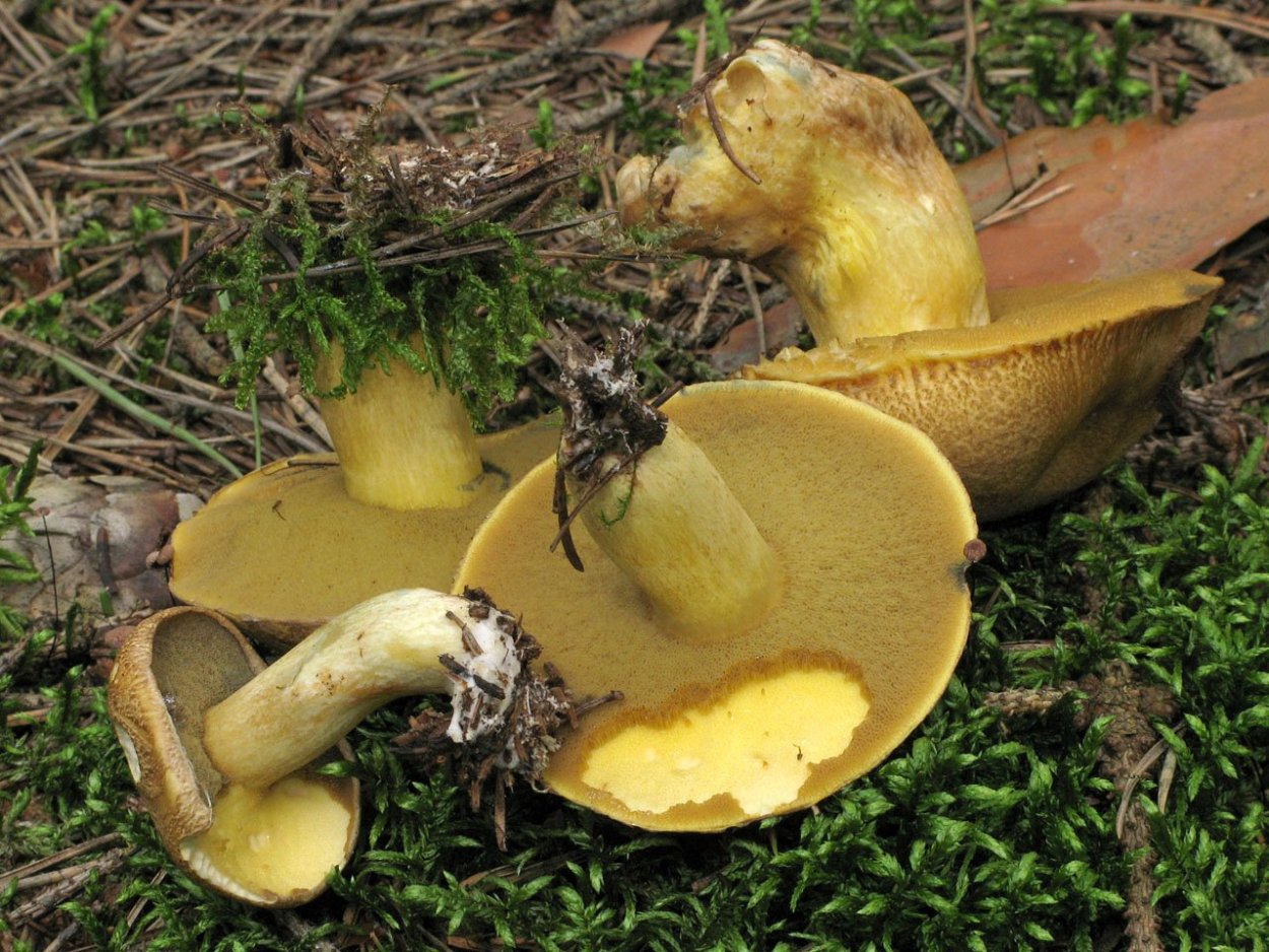 Моховик Болетовые