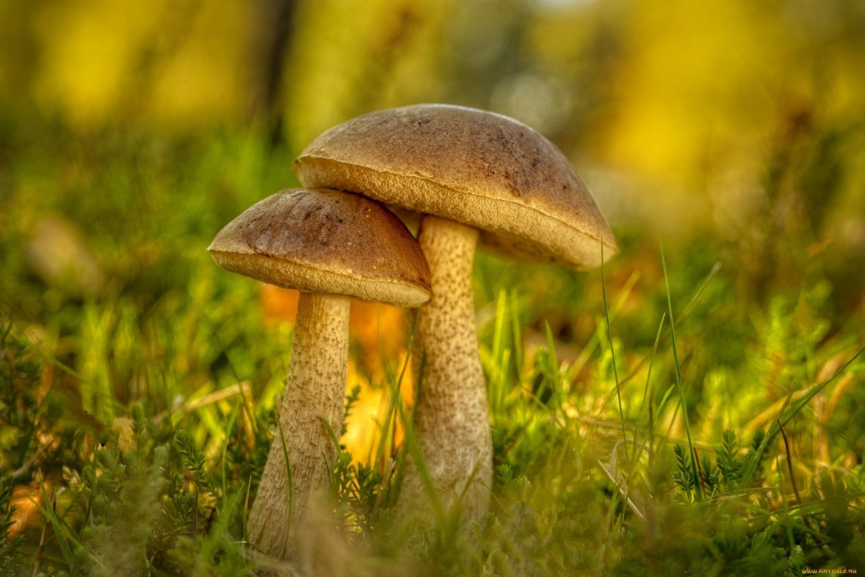 Моховик зеленый гриб