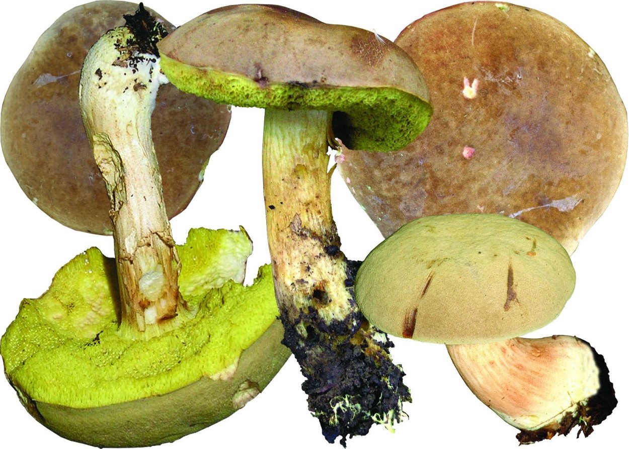 Гриб моховик ложный