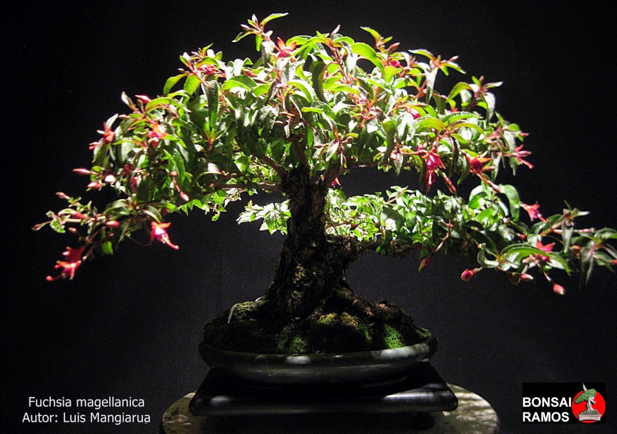 Fuchsia magellanica Bonsai