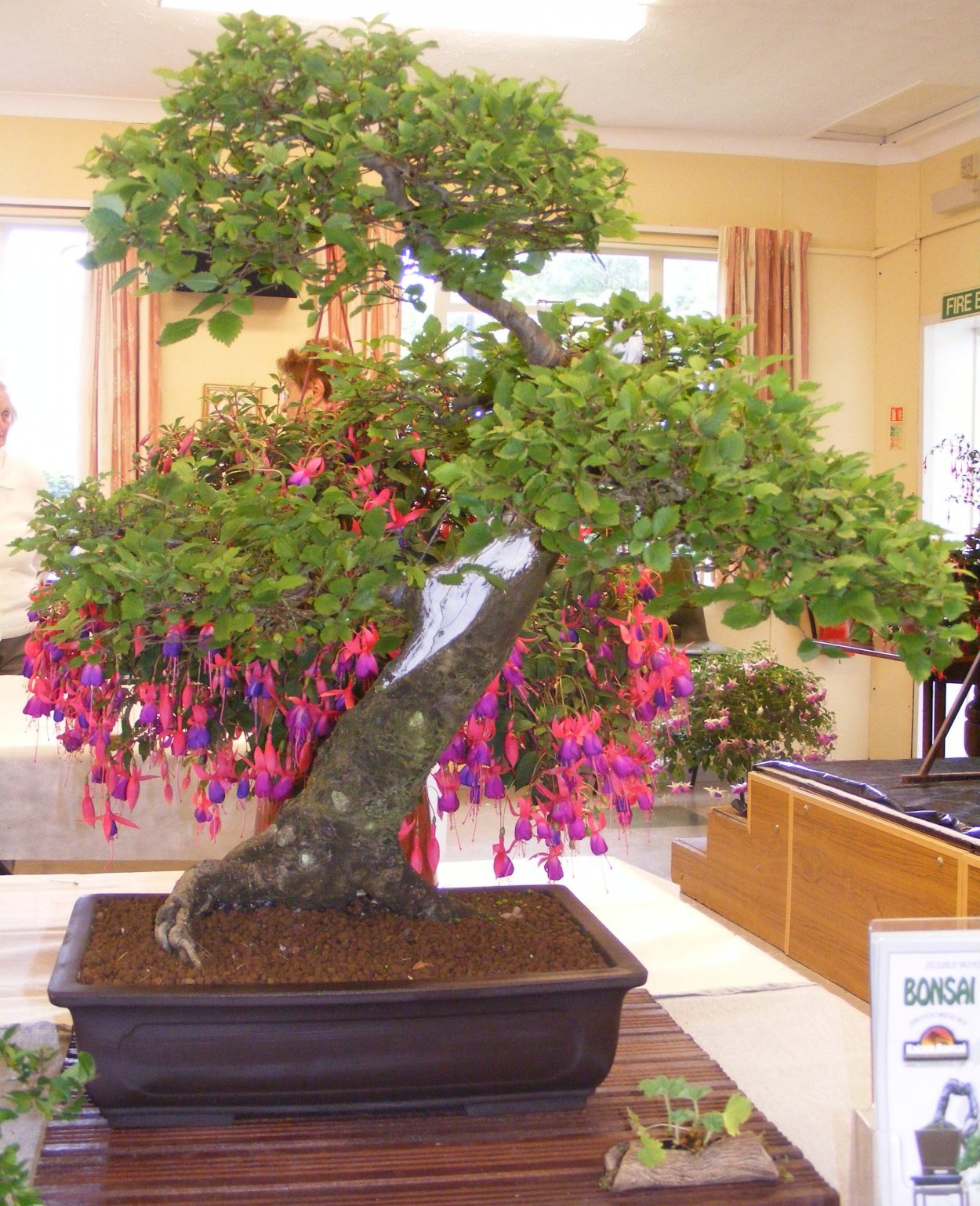 Фуксия бонсай