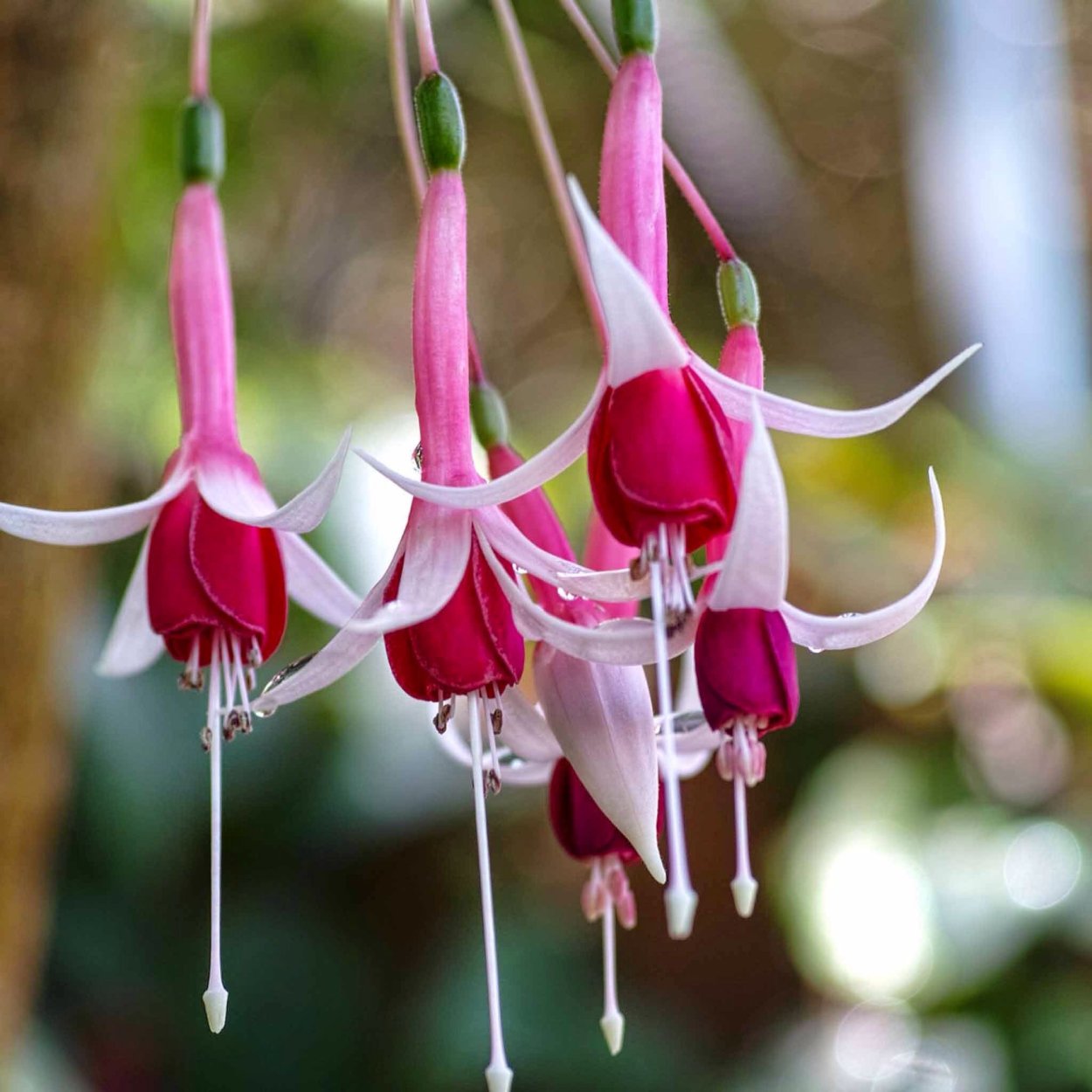 Фуксия бонсай формирование