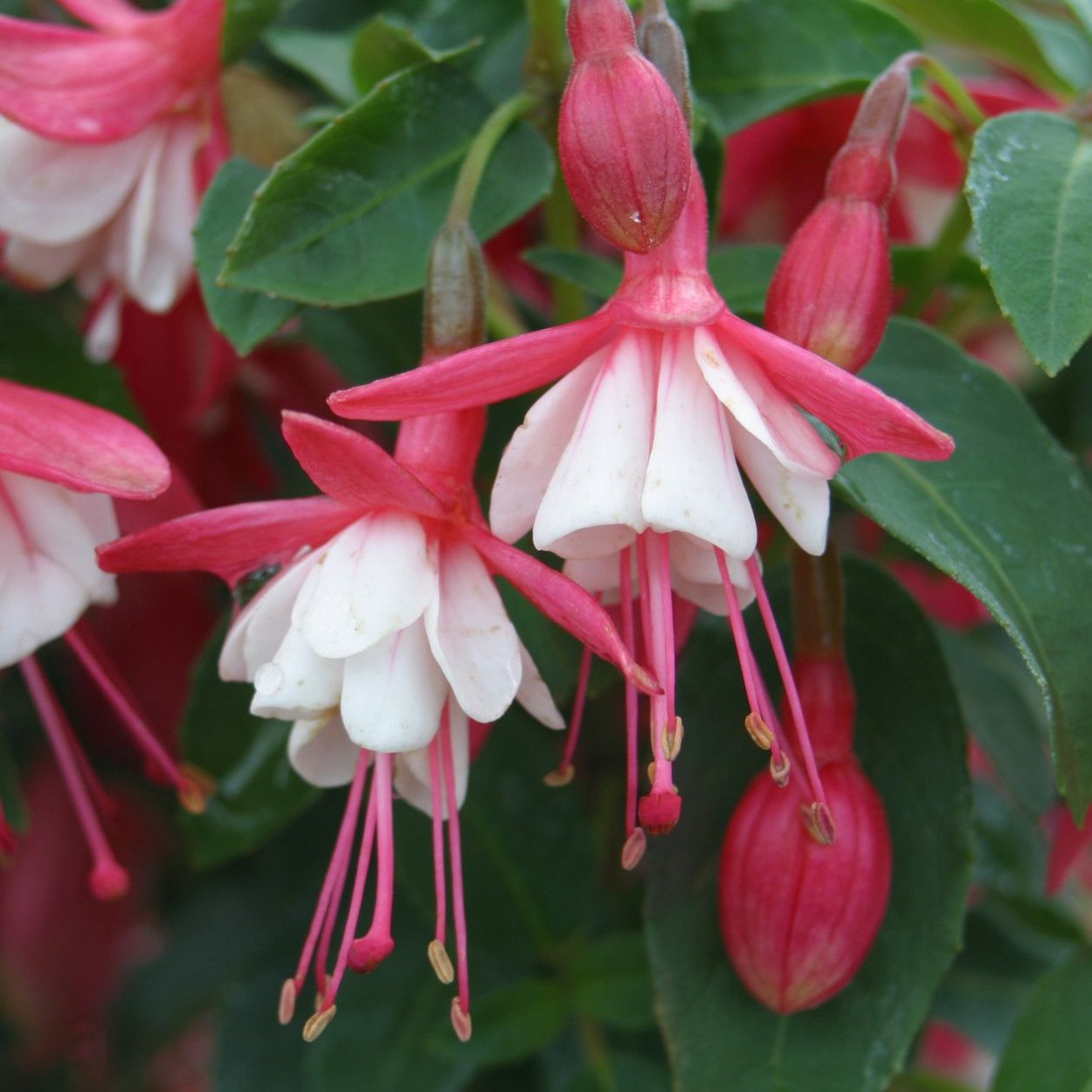 Фуксия ред Лавандер