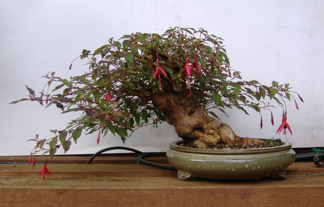 Фуксия магелланская бонсай