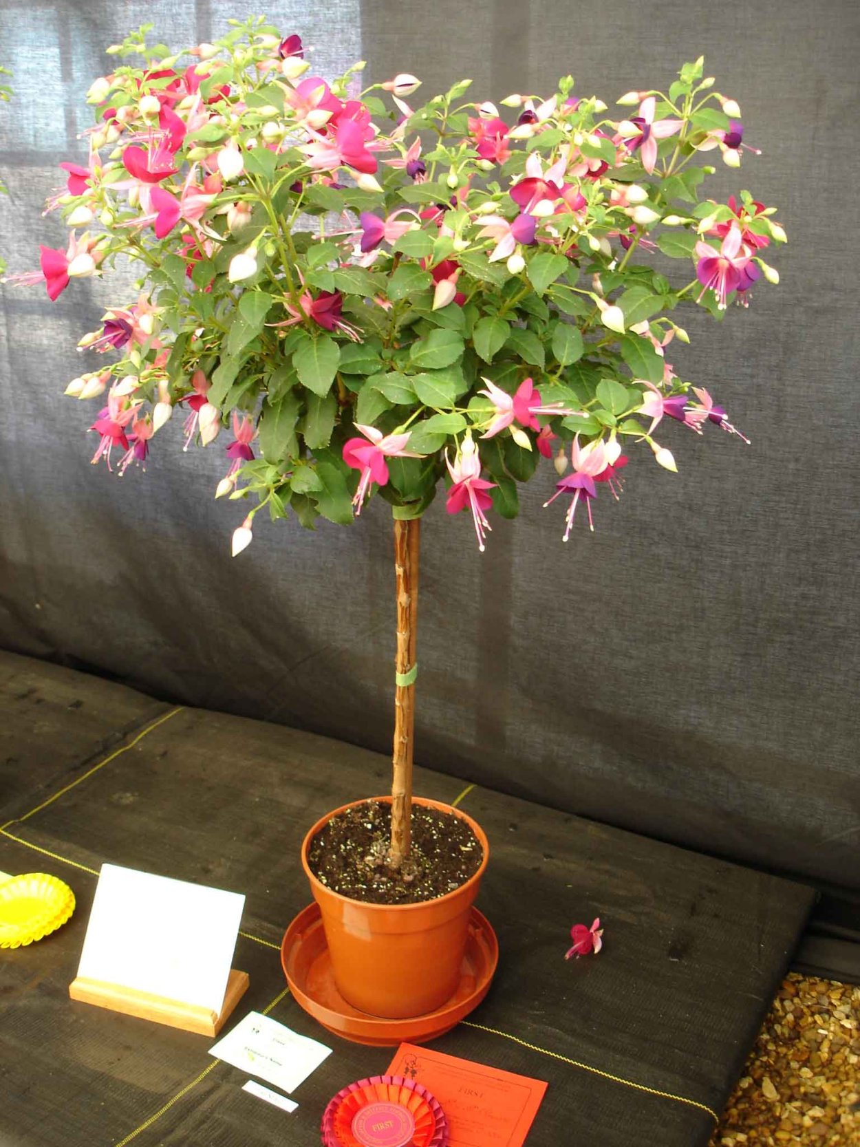 Миниатюрные домашние цветы