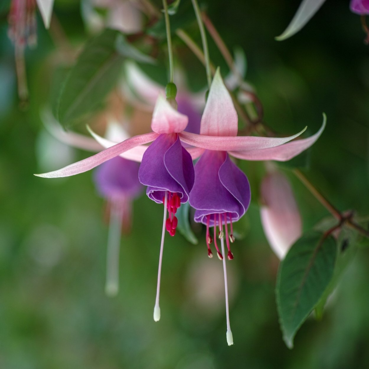 Фуксия цветок бонсай