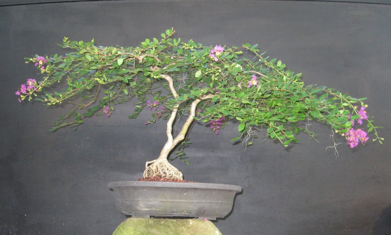 Бонсай из абутилона