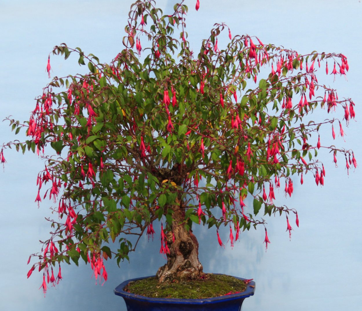 Фуксия цветок бонсай