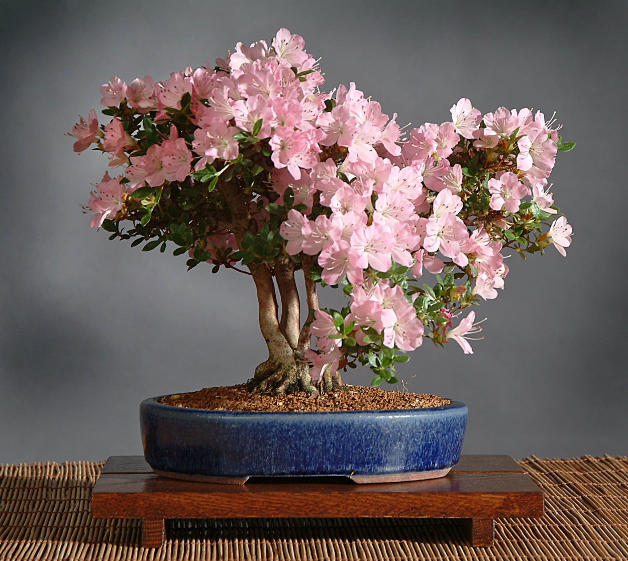 Фуксия ампельная