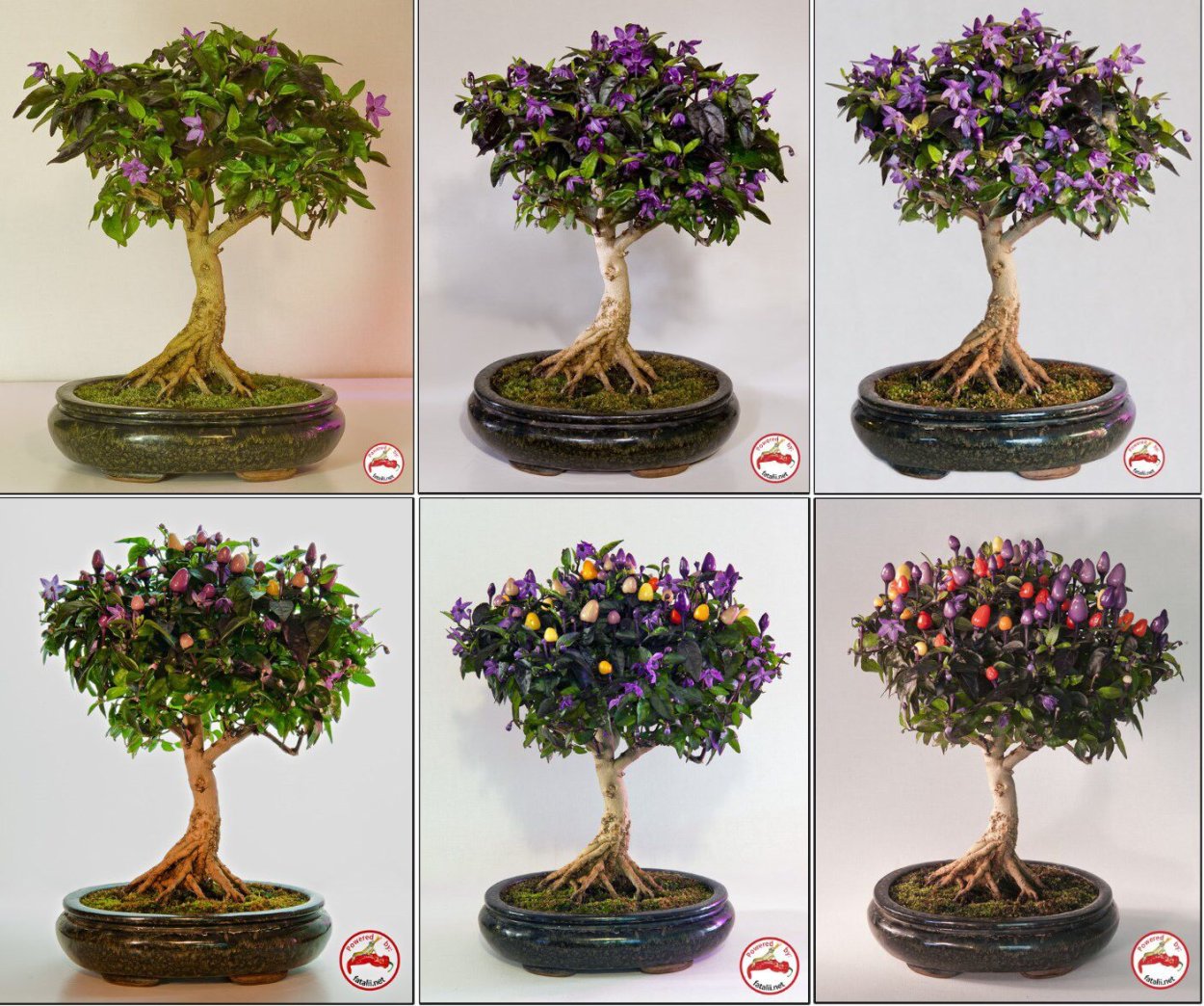 Фуксия Catharina