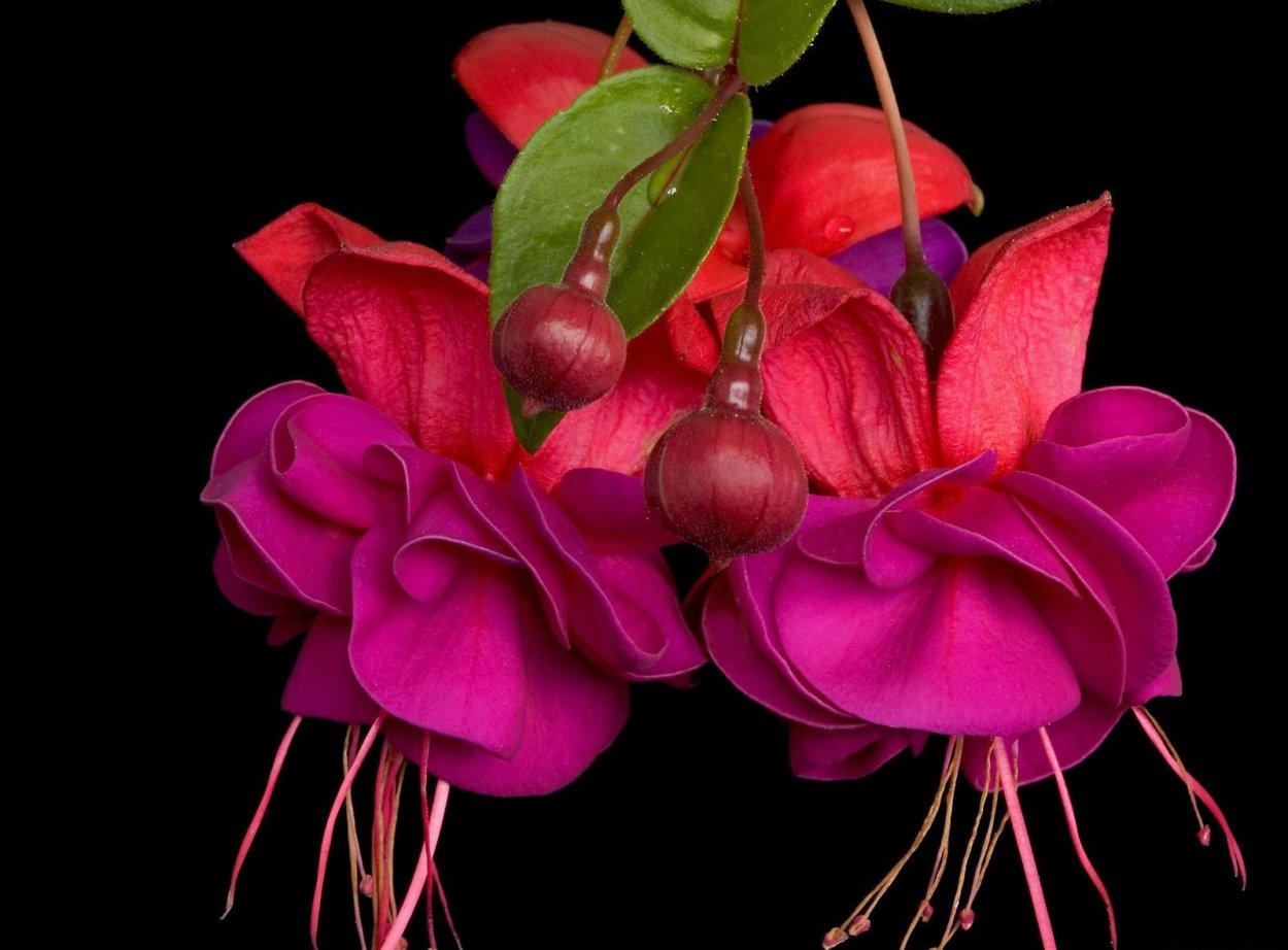 Фуксия из фоамирана