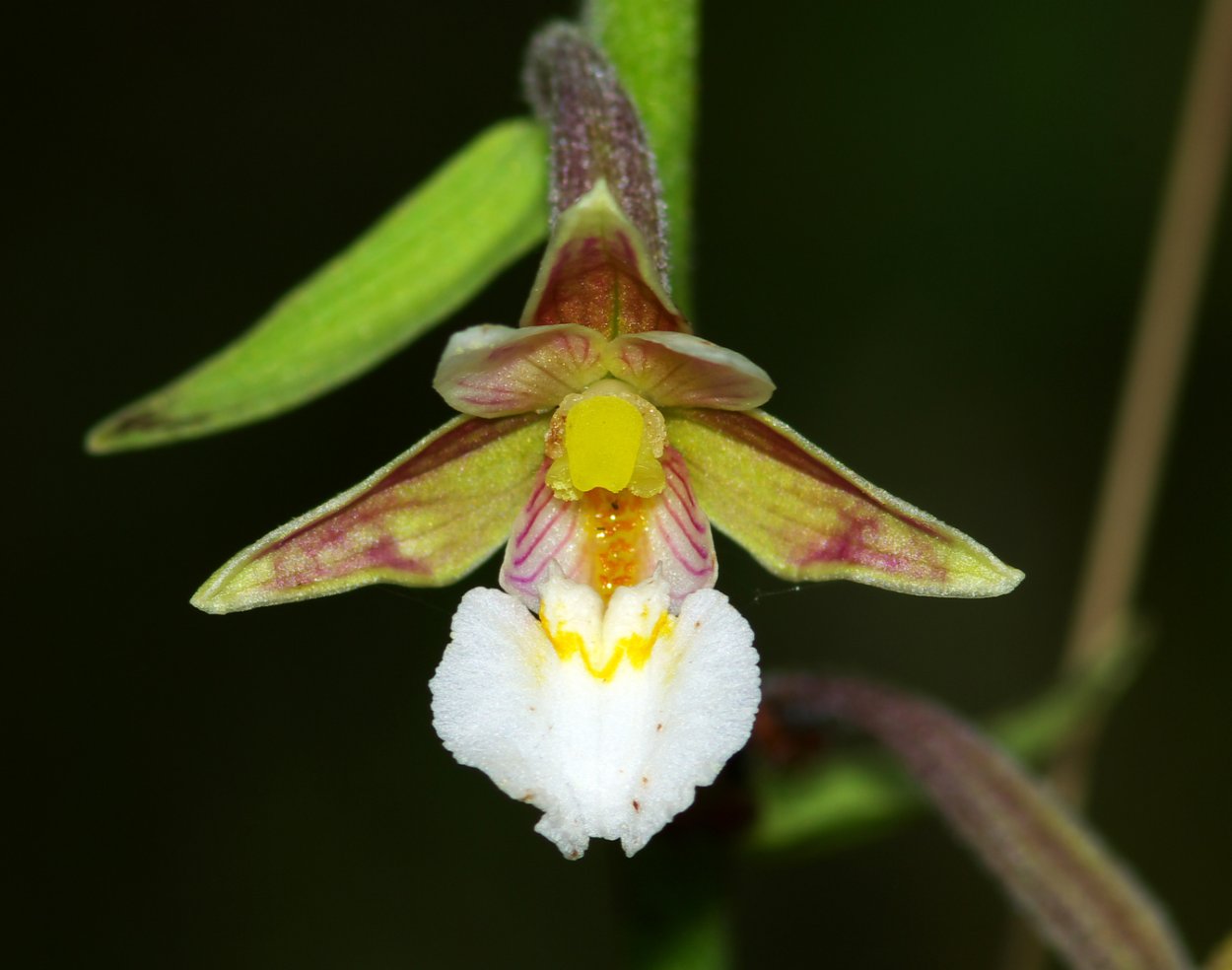 Дремлик болотный. Дремлик болотный (Epipactis palustris). Орхидея Дремлик. Дремлик сосочковый.