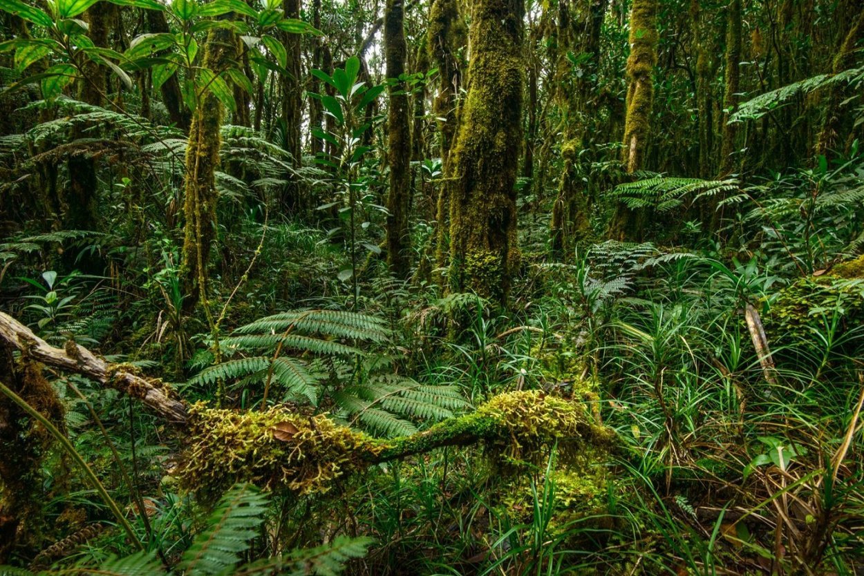 Вечнозеленые тропические леса Африки