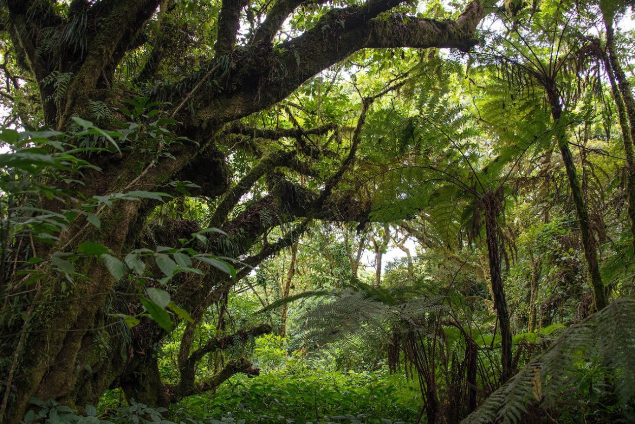 Гилеи Южной Америки
