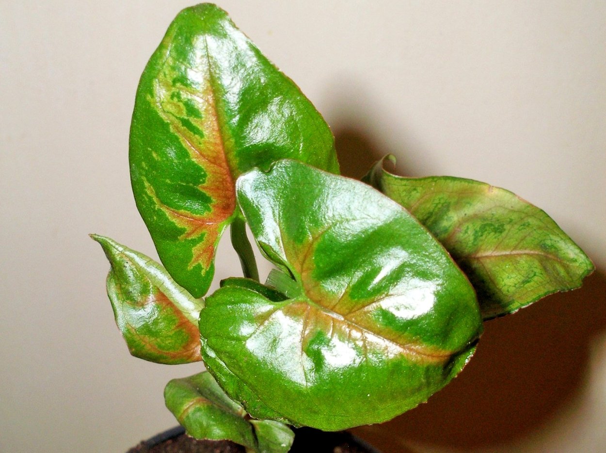 Сингониум dang Nuven