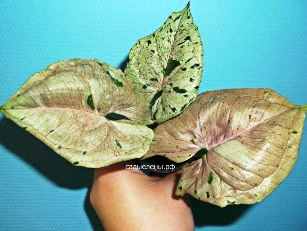 Сингониум Альба