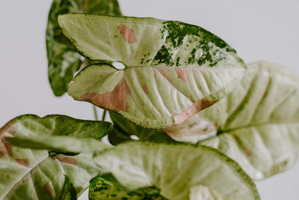 Сингониум Джулия