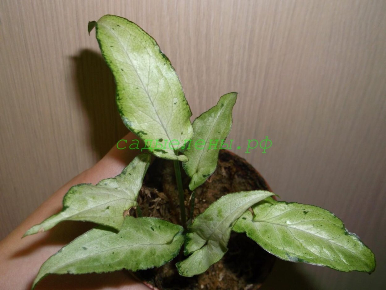 Сингониум Emerald Green