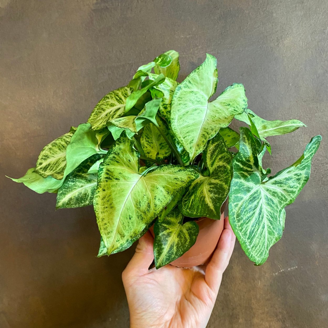 Сингониум podophyllum