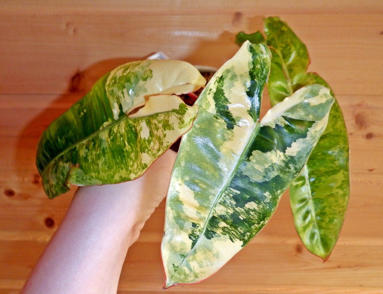 Сингониум батик