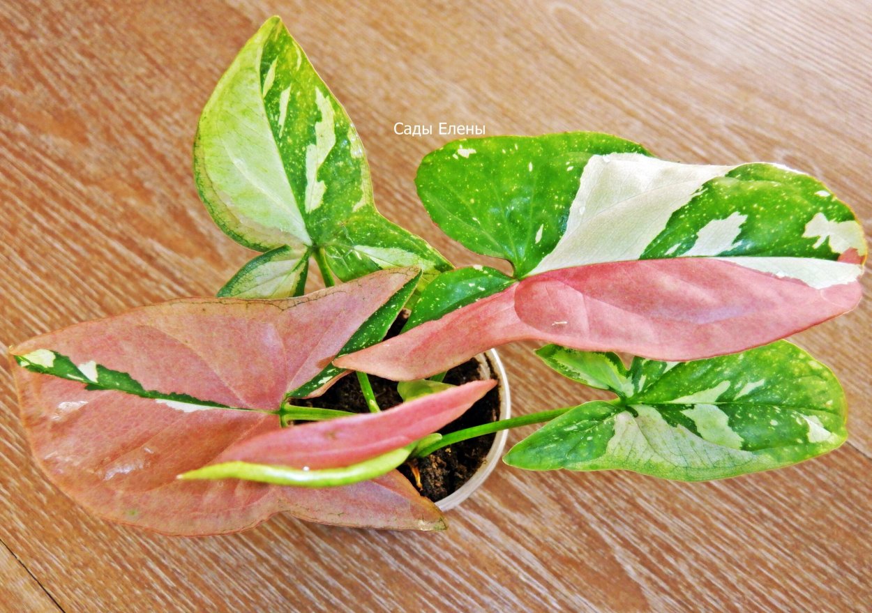 Сингониум Альба