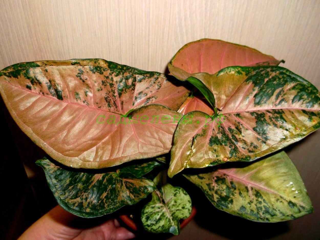 Сингониум Тиффани