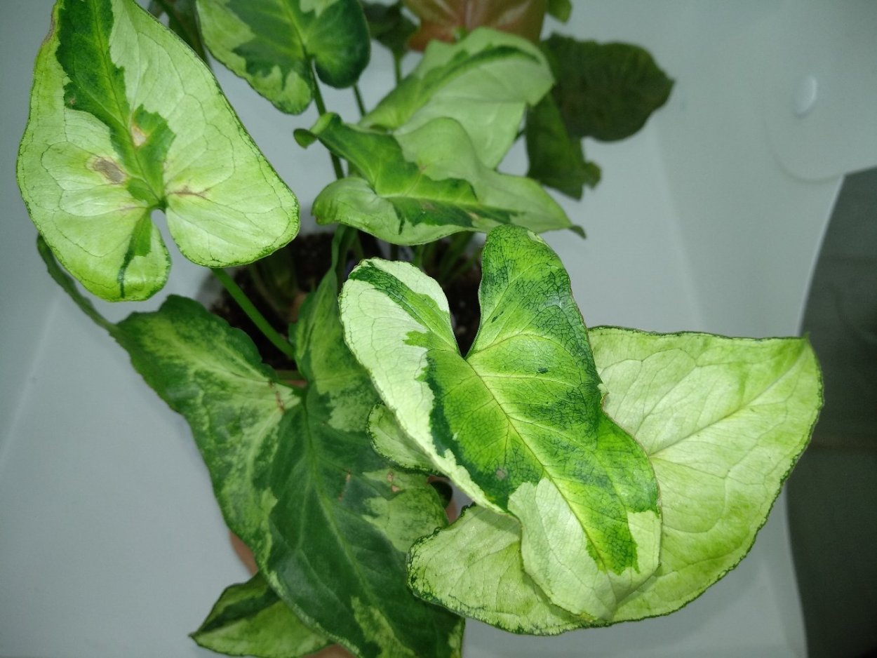 Сингониум карликовый кустовой сорта