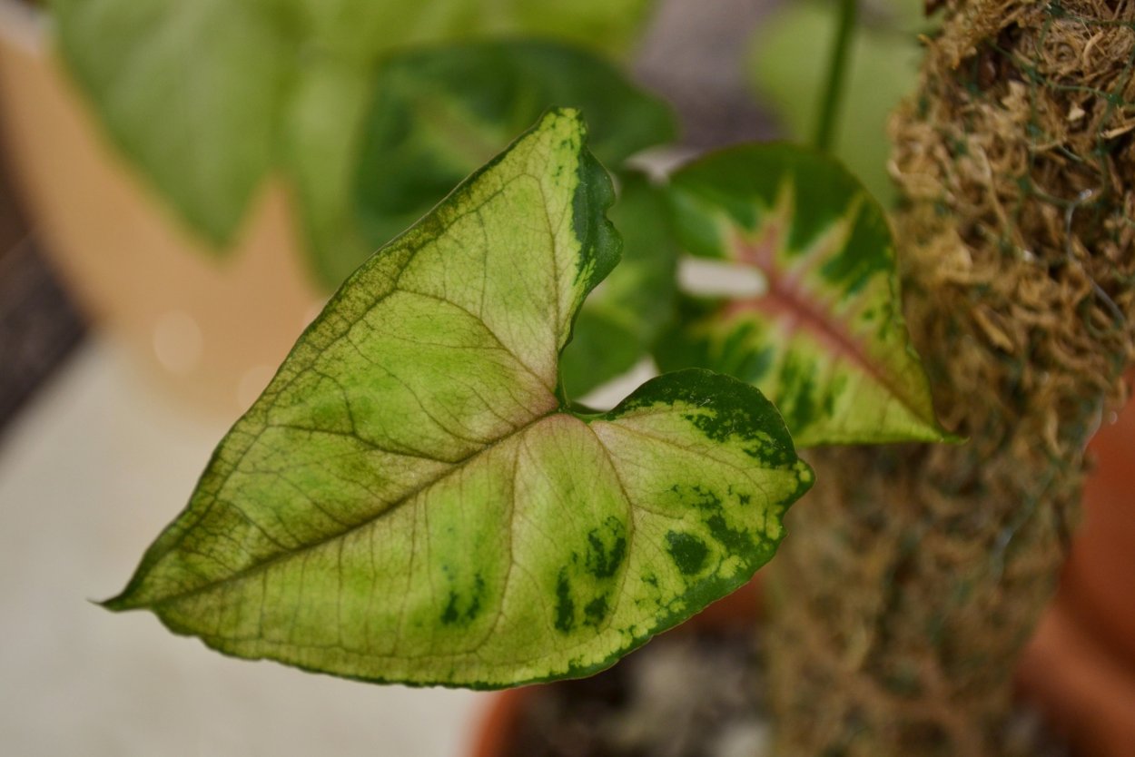 Сингониум Тропикана