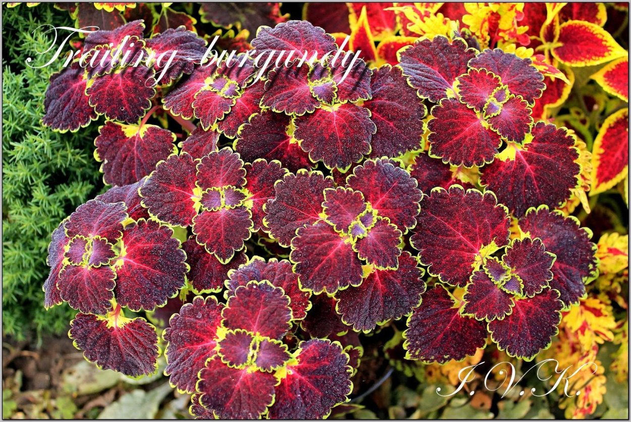 Колеус Trailing Burgundy