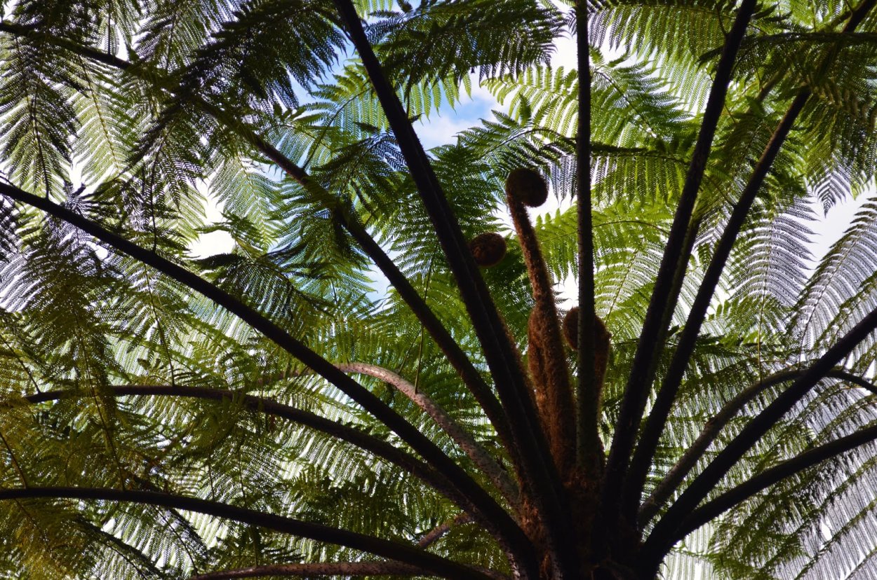 Cyathea spinulosa Тайвань