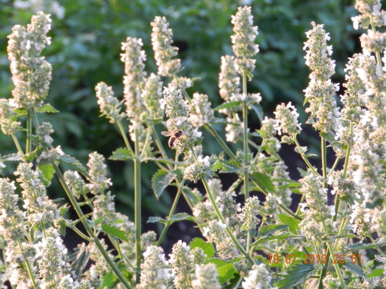 Мелисса цветение