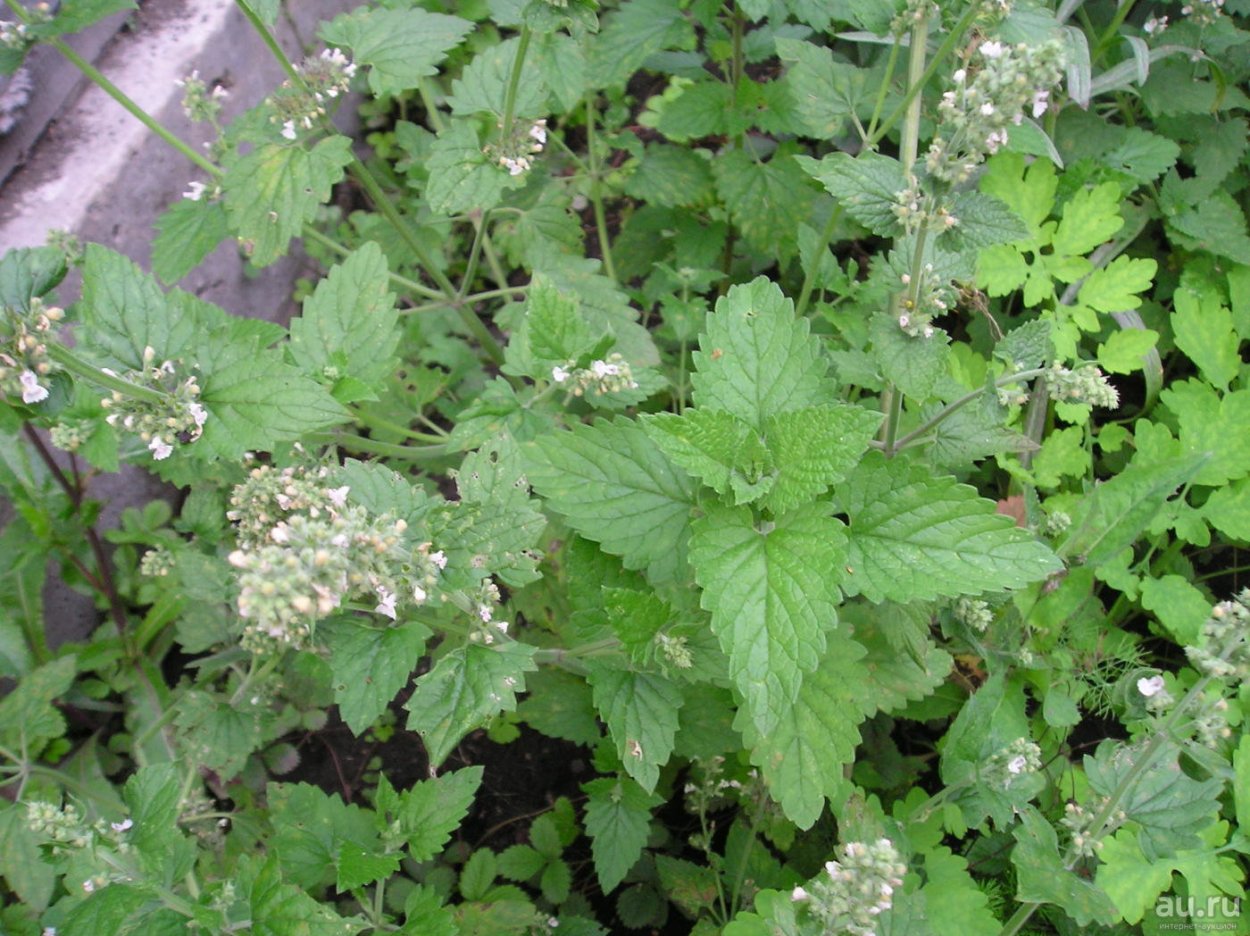 Мелисса лекарственная Жемчужина