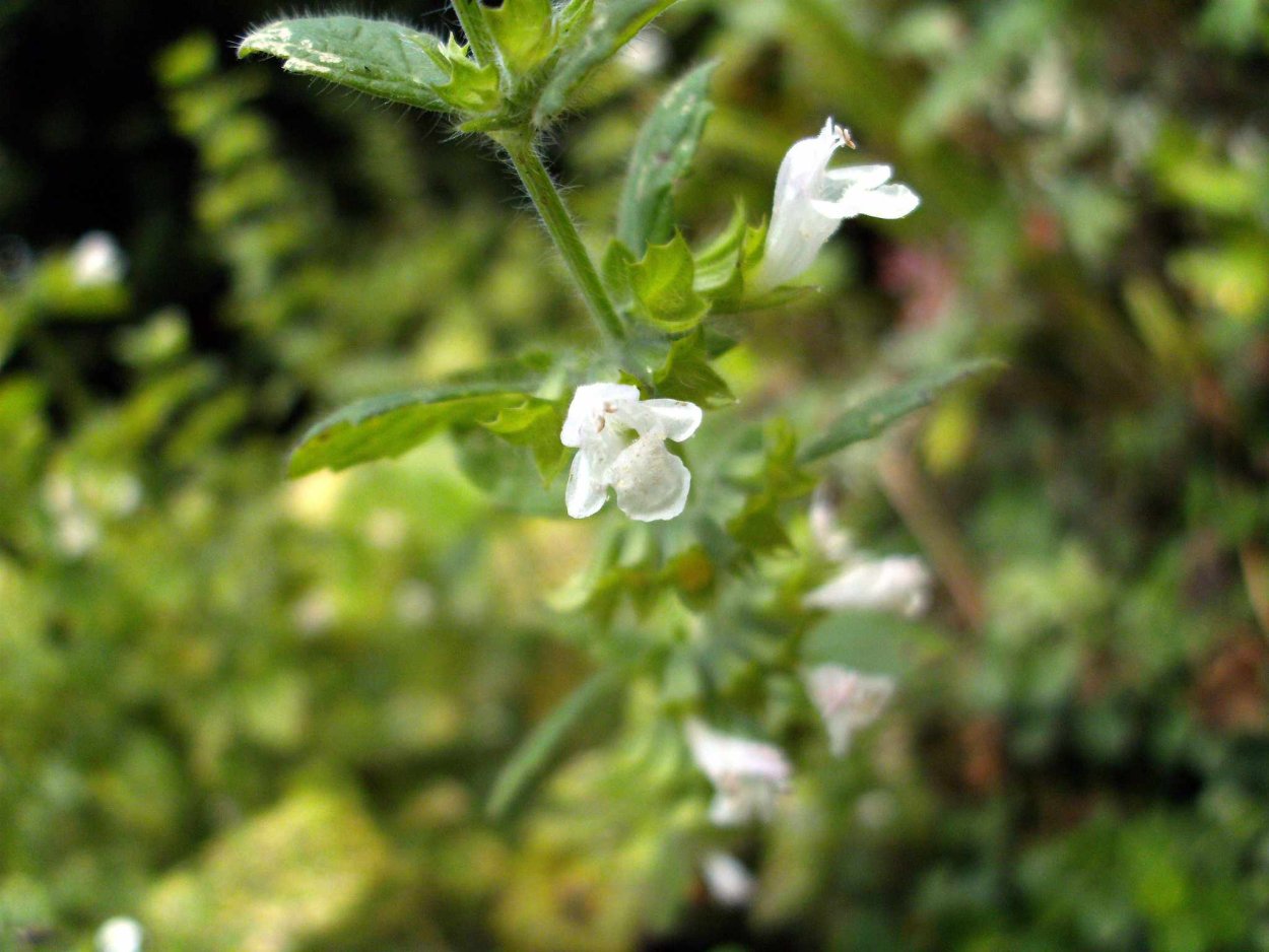 Мелисса оффициналис