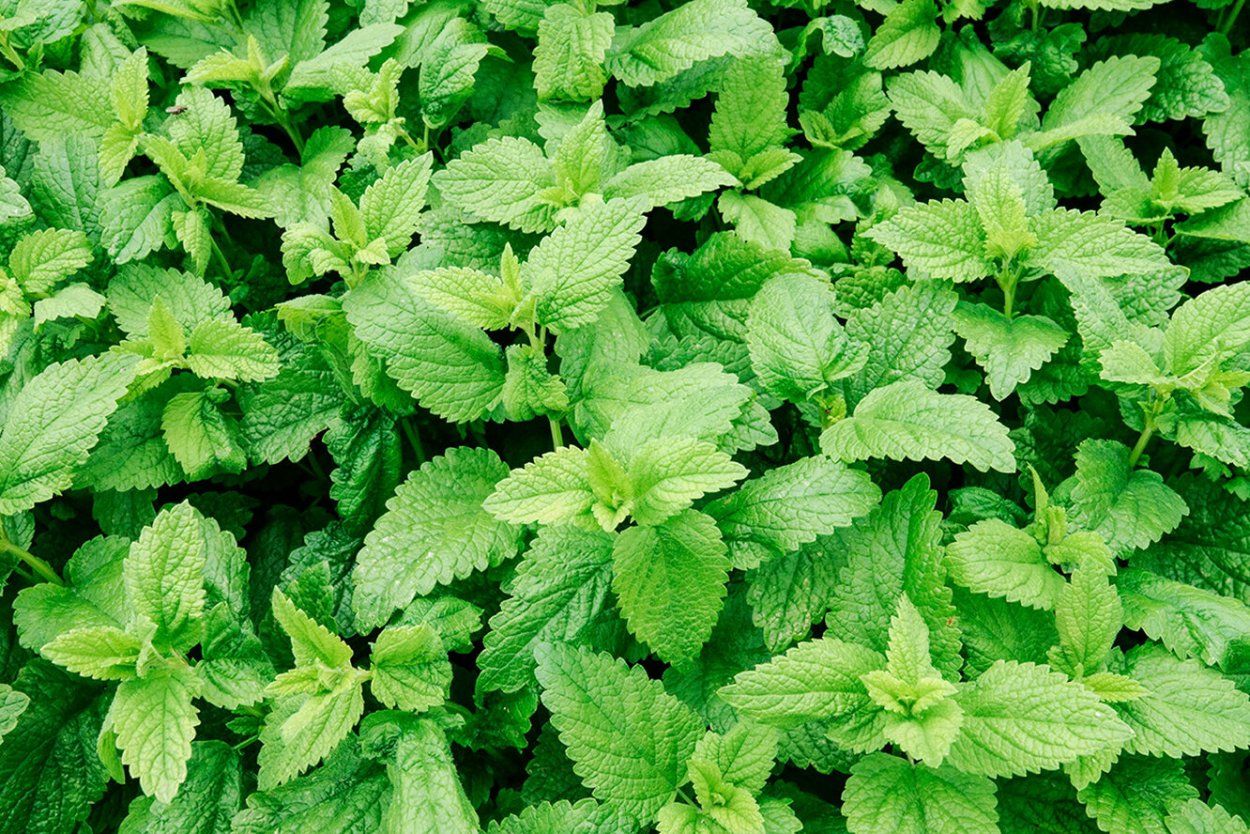 Мелисса и перечная мята