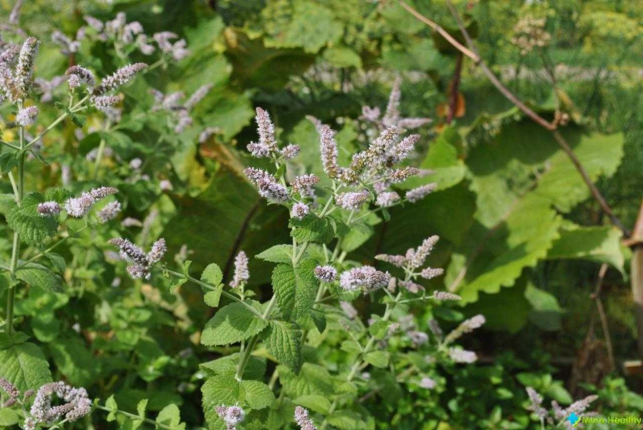 Melissa officinalis l