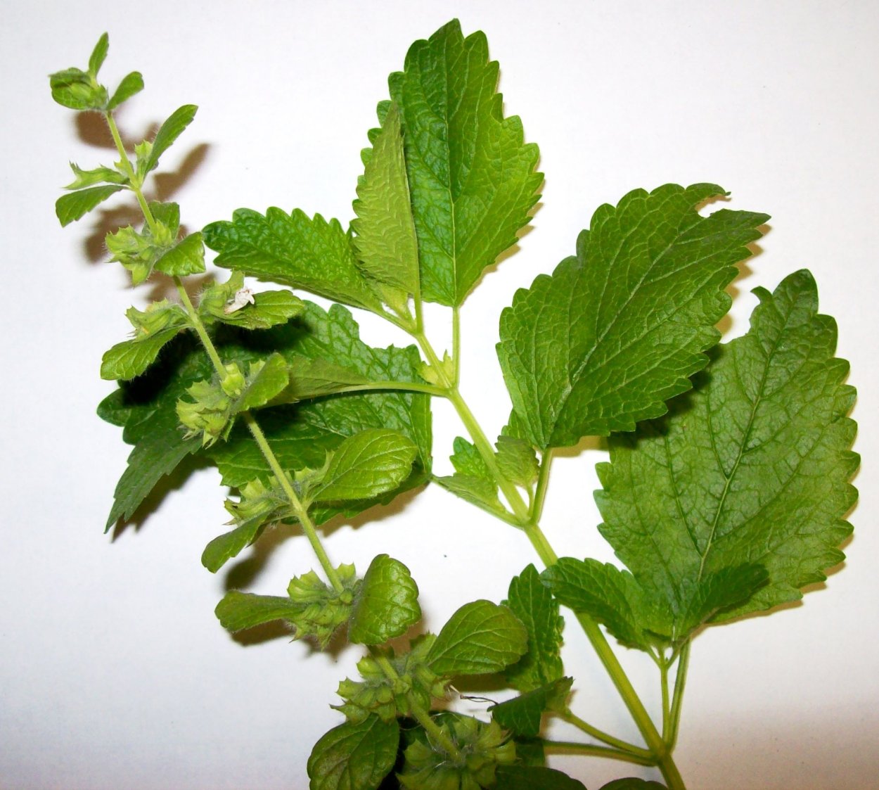 Мелисса растение