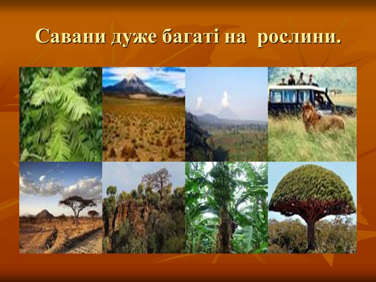 Карта почв Африки