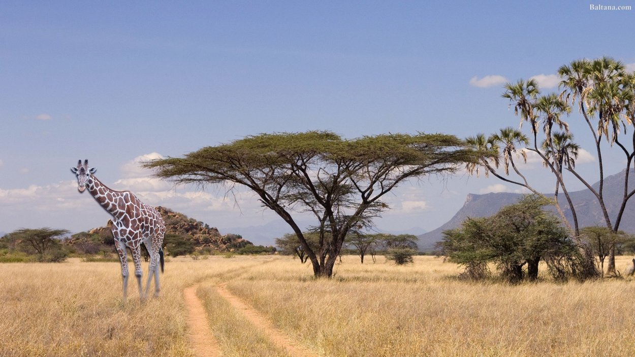 Саванны Австралии