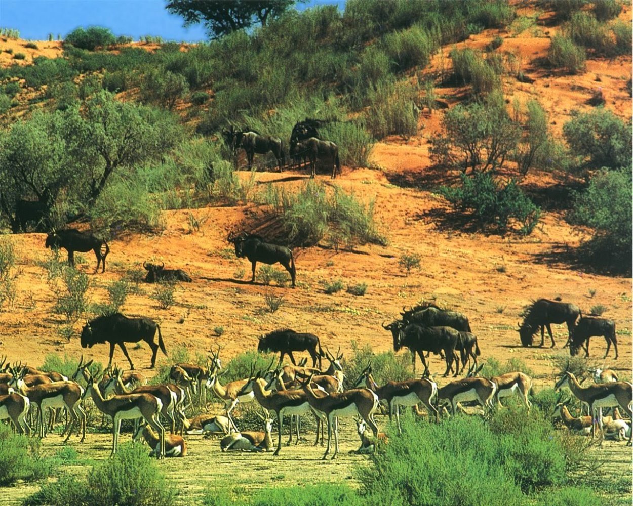 Парк Серенгети Эфиопия