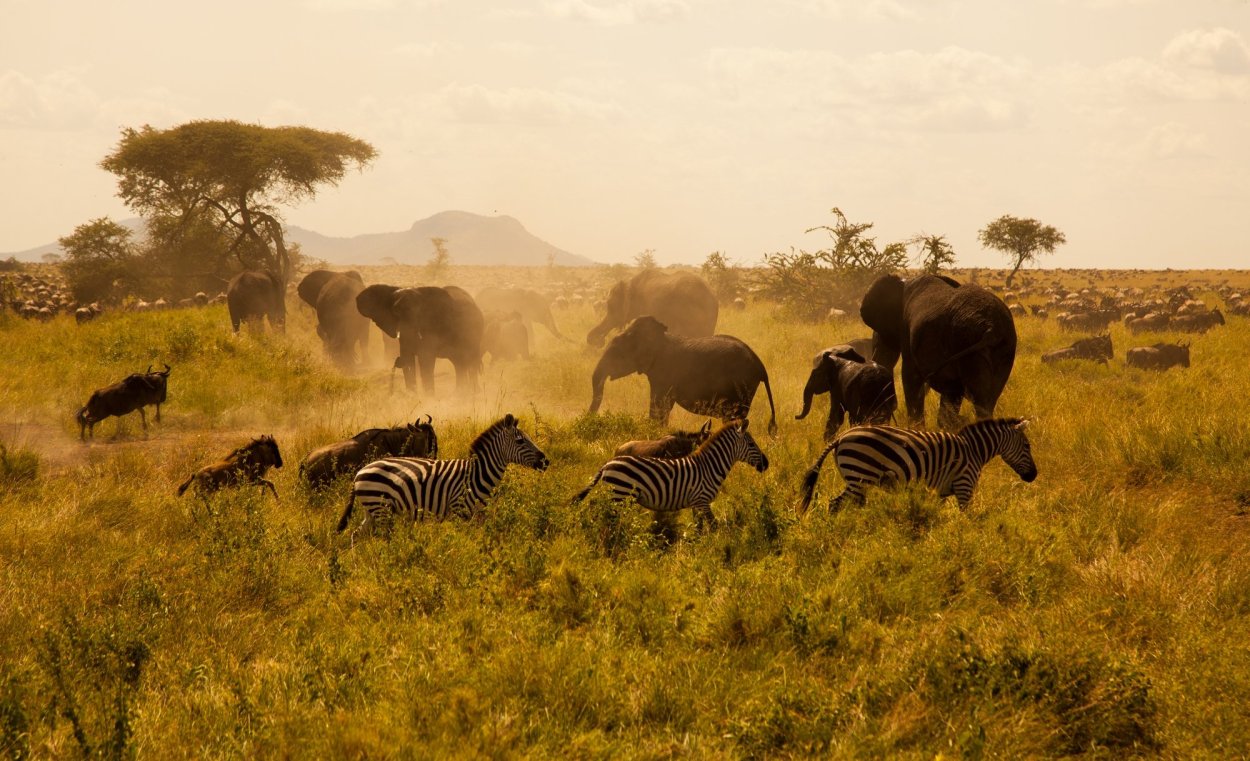 Национальный парк Тарангире Танзания