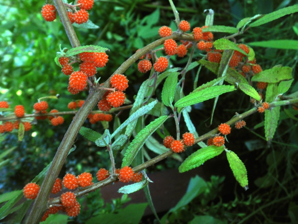 Дебрегеассия Эдулис