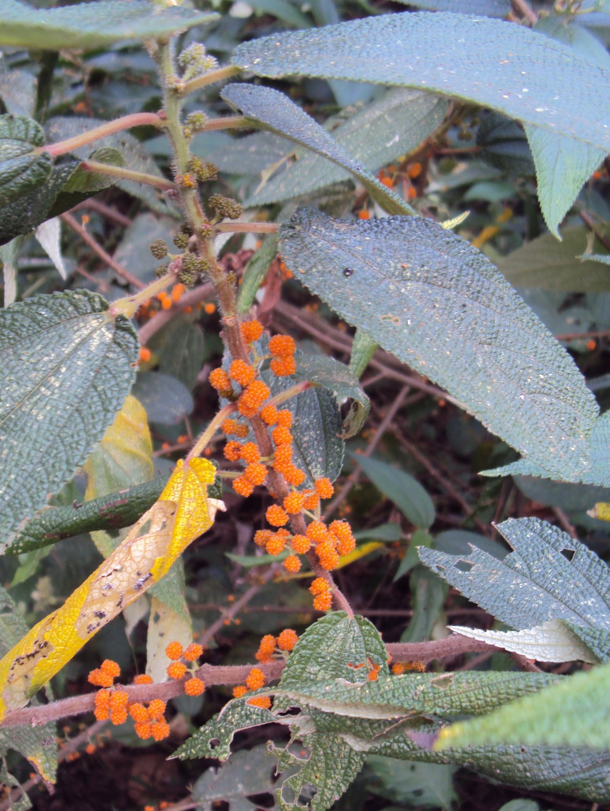 Тутовник шелковица