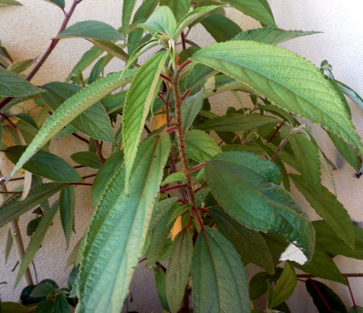 Малина комнатная Дебрегеасия