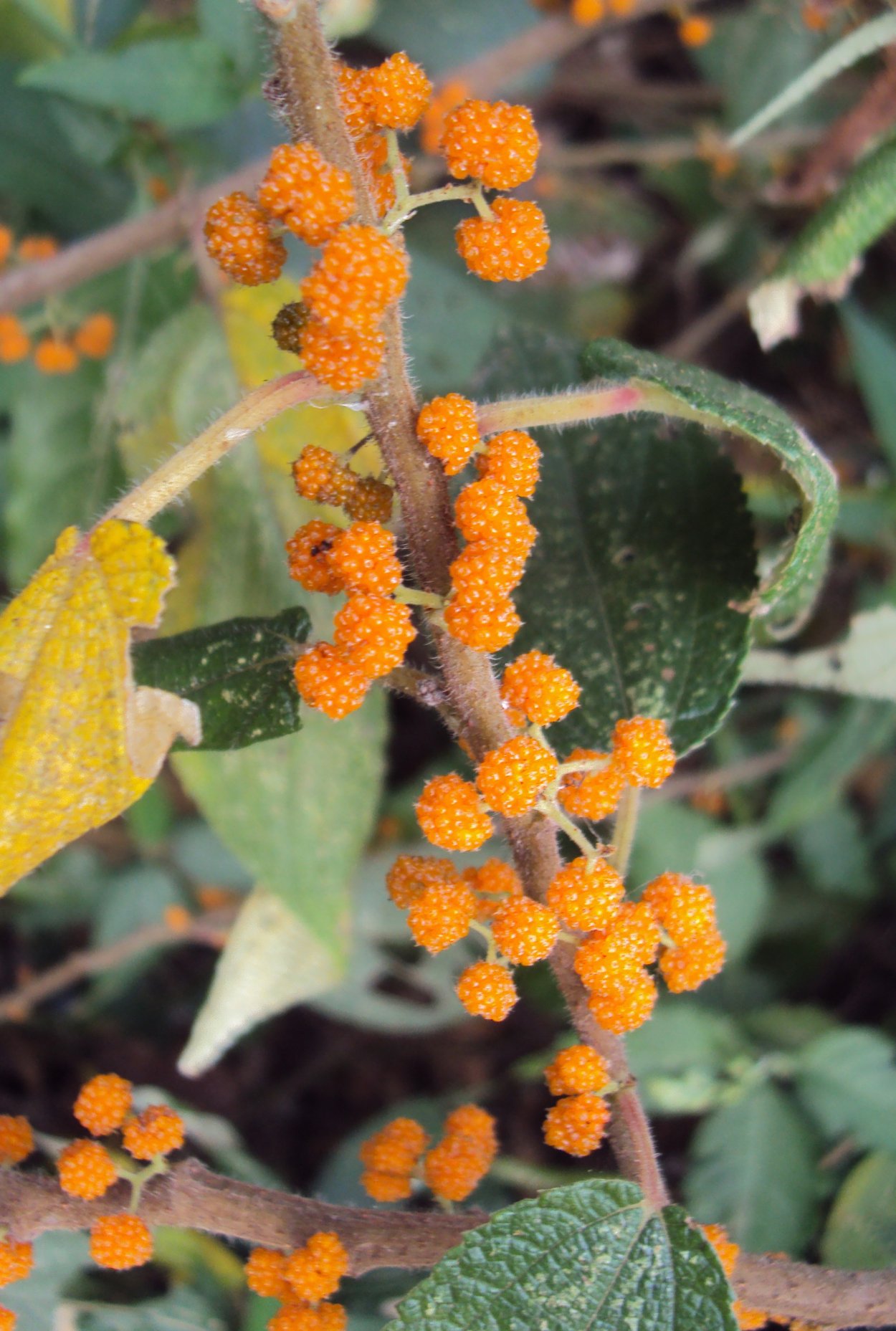 Малина комнатная Дебрегеасия