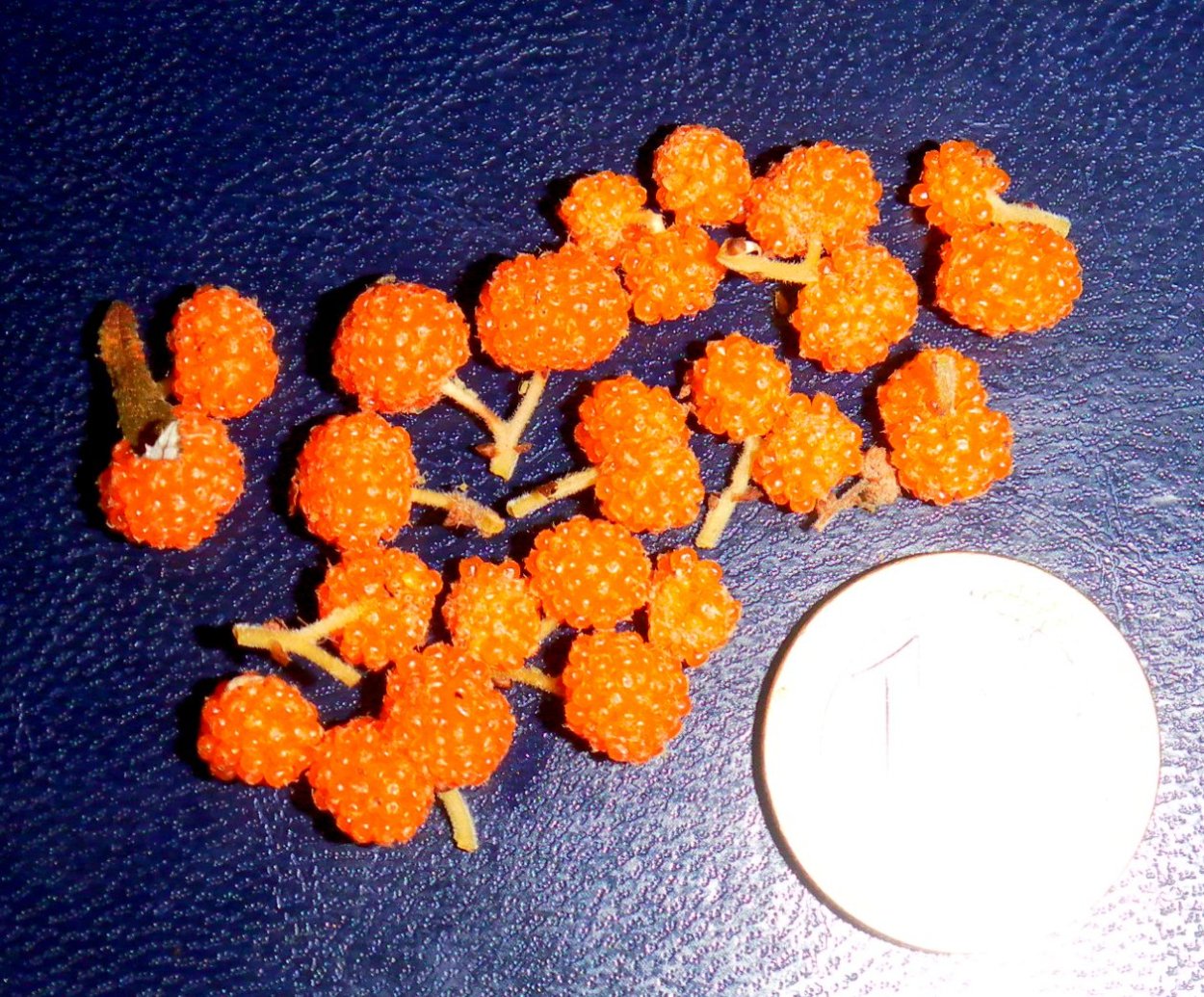 Дебрегеассия Эдулис