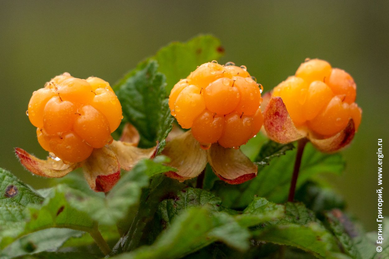 Царская ягода Морошка